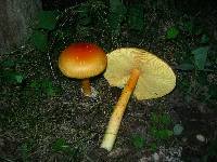 Amanita jacksonii image