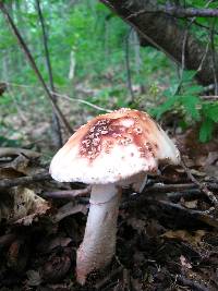 Amanita rubescens image