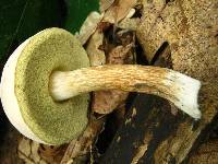 Boletus pallidus image