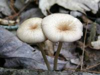 Entoloma subserrulatum image