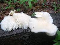 Pleurotus populinus image