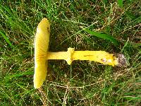 Amanita flavoconia image