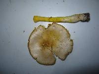 Amanita flavoconia image