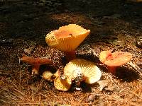 Lactifluus hygrophoroides image