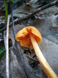 Entoloma quadratum image