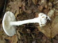 Amanita abrupta image