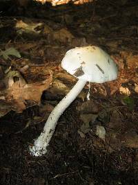 Amanita bisporigera image