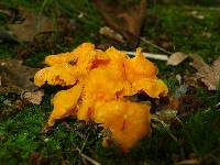 Cantharellus minor image