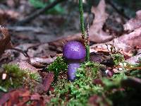 Cortinarius iodes image