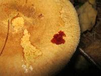 Paxillus involutus image