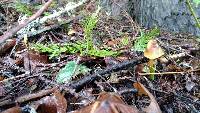 Hygrocybe psittacina var. psittacina image