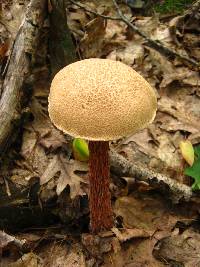 Boletellus russellii image