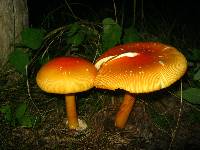 Amanita jacksonii image