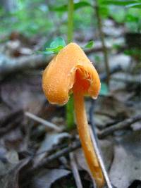 Entoloma quadratum image