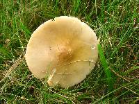 Amanita flavoconia image