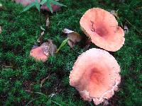 Lactifluus hygrophoroides image