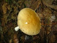 Stropharia hardii image