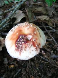 Amanita rubescens image