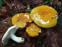 Russula ochroleucoides image