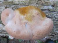 Ganoderma tsugae image