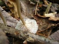 Entoloma subserrulatum image