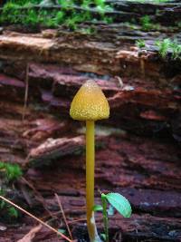 Entoloma luteum image