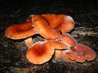 Lactifluus hygrophoroides image