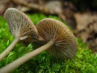 Entoloma subserrulatum image