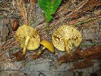 Tricholomopsis decora image