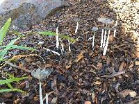 Coprinopsis lagopus image