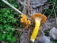 Cantharellus ignicolor image