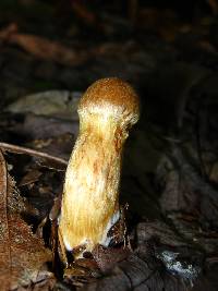 Cortinarius limonius image