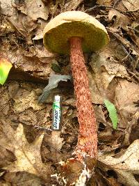 Boletellus russellii image