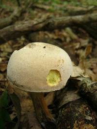 Boletus pallidus image