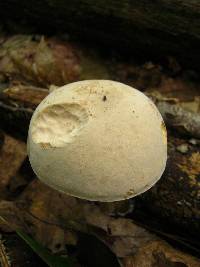 Boletus pallidus image