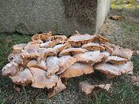 Armillaria mellea image