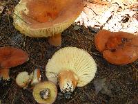 Lactifluus hygrophoroides image