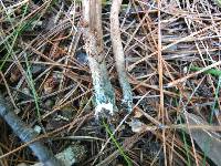 Inocybe calamistrata image