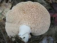 Hydnum albidum image