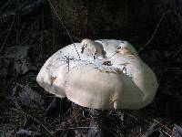 Hydnum albidum image