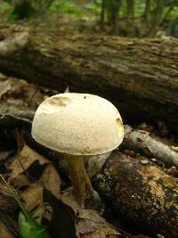 Boletus pallidus image