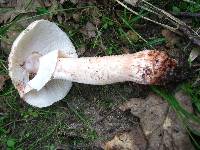 Amanita rubescens var. rubescens image