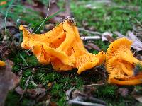 Cantharellus minor image