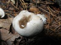 Entoloma abortivum image