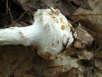 Amanita abrupta image