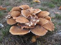 Armillaria mellea image