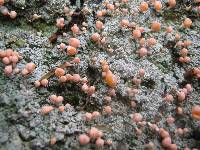 Dibaeis baeomyces image