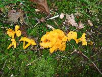 Cantharellus minor image