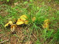 Suillus americanus image