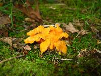 Cantharellus minor image